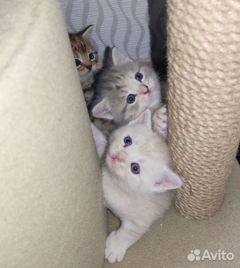 Шотландские котята