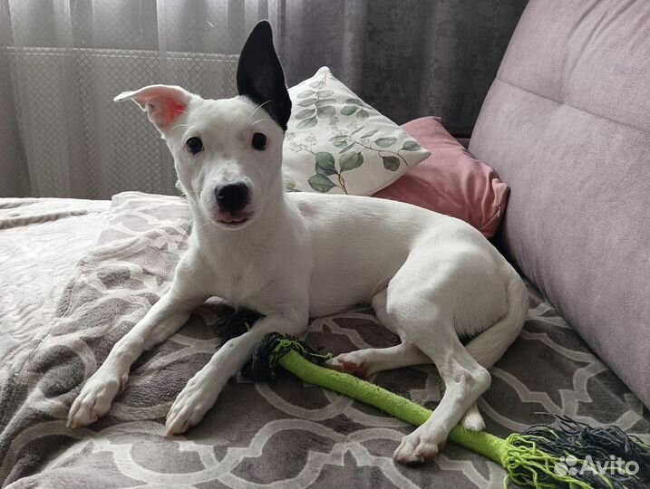 Собака в добрые руки