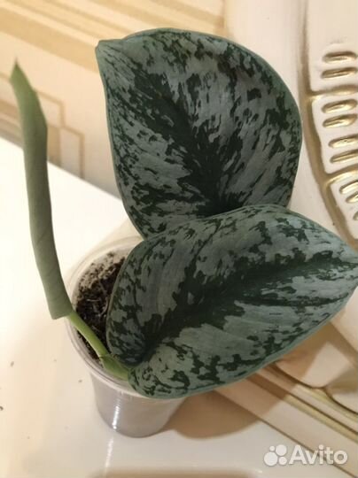 Сциндап Экзотик