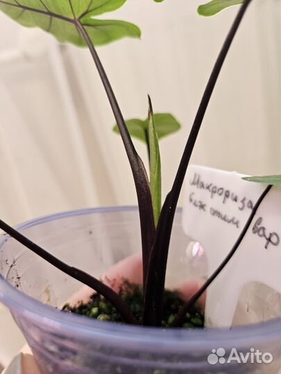 Алоказия макрориза блэк стим зелёная детка от вар