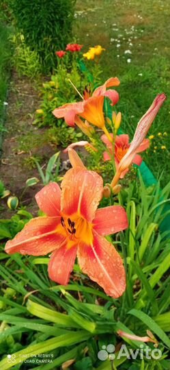 Саженцы многолетних цветов из сада