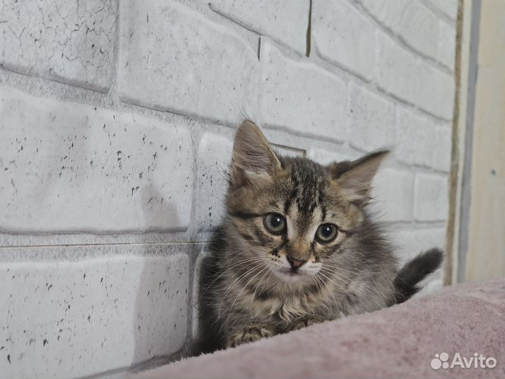 Отдам котят в добрые руки (девочки)