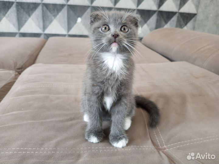 Шотландская