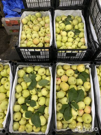 Яблоки белый налив