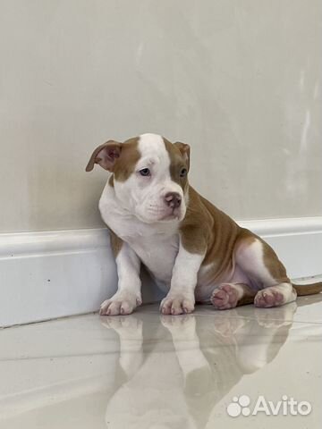 Американский булли