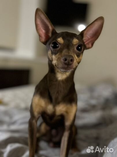 Вязка той-терьер