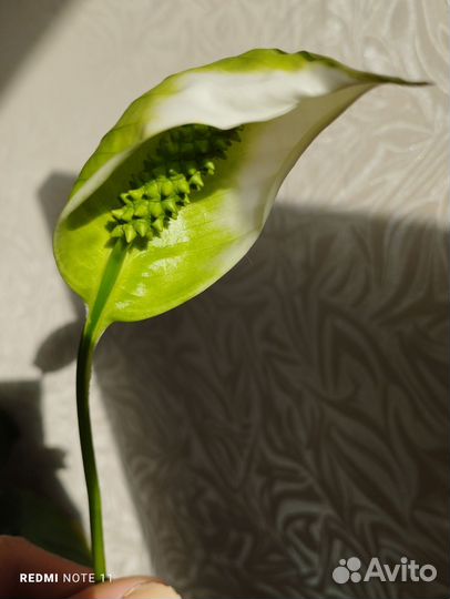 Цветущий спатифиллум. женское счастье