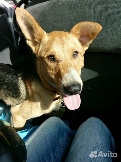 Неунывающий Джек, ждет свою семью