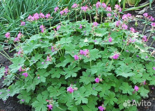 Чабрец,Чубушник, Юкка, Керья, Герань