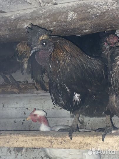 Петухи ухейиюль/аям цемани