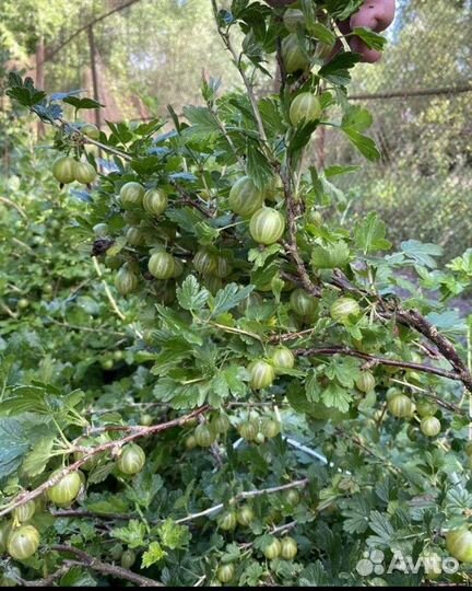 Крыжовник,красная смородина