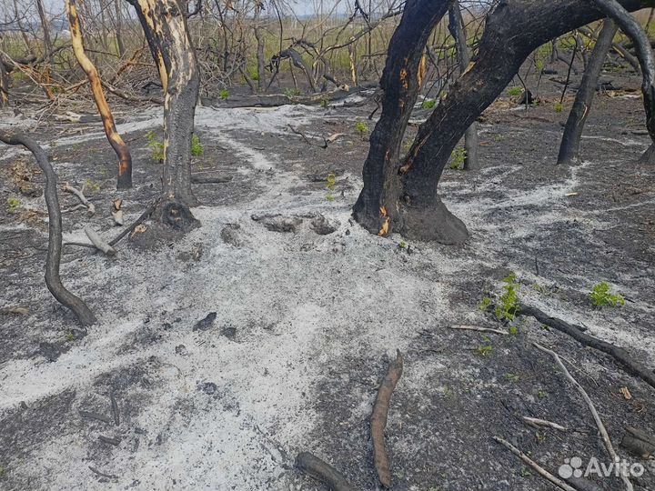 Зола древесная натуральная