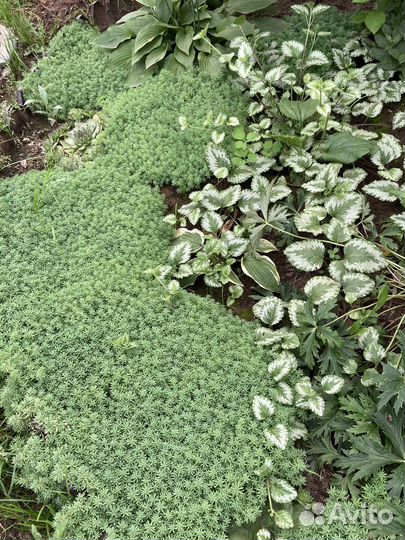 Почвопокровник