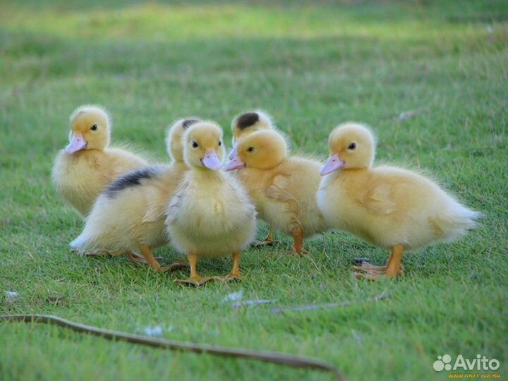 Утки муларды