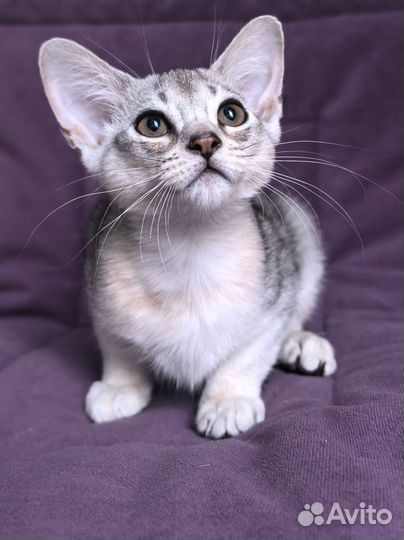 Абиссинский котенок, девочка, 3 месяца
