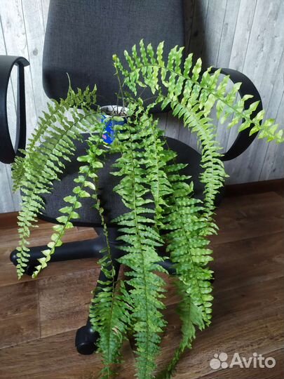 Папоротник нефролепис Тигр