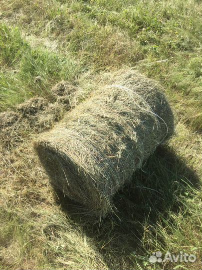 Продам сено