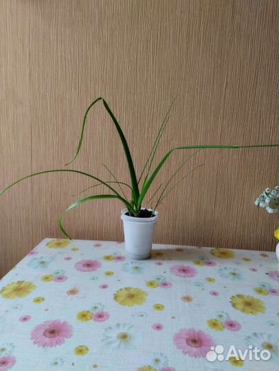 Индийский лук