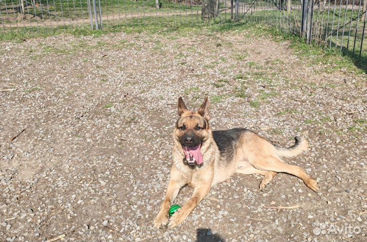 Немецкая овчарка. Вязка