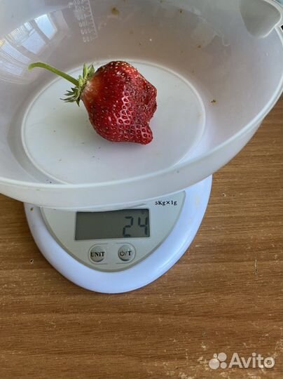 Виктория ремонтантная Елизавета 2