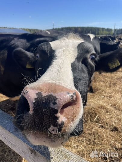 Ветеринарный врач