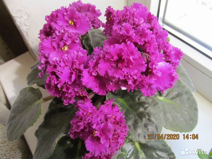 Фиалки сортовые