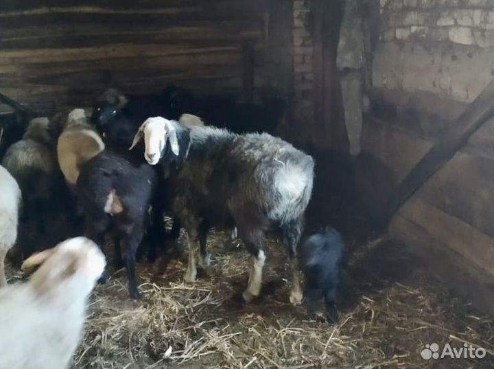 Курдючные бараны