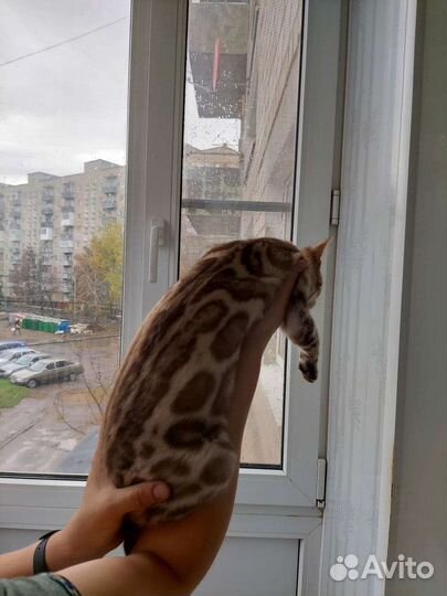 Бенгалка