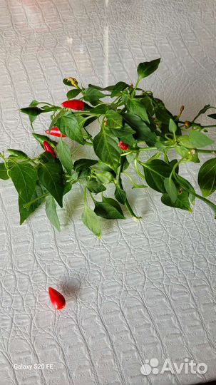 Рассада горького перца и молочай