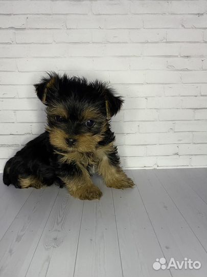 Йоркширский терьер мини девочка