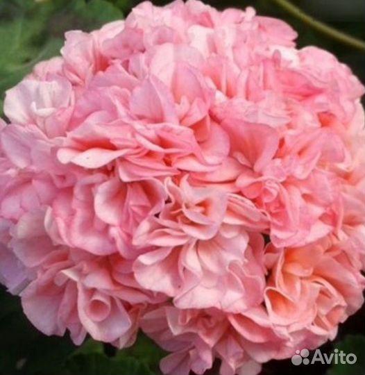 Пеларгонии сортовые