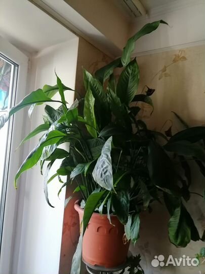 Спатифиллум