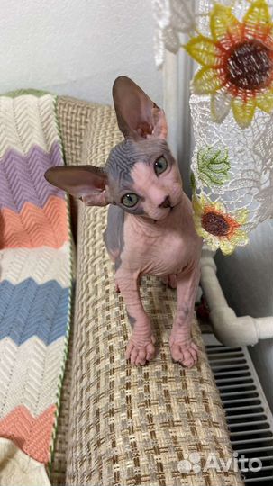 Канадский сфинкс котенок девочка