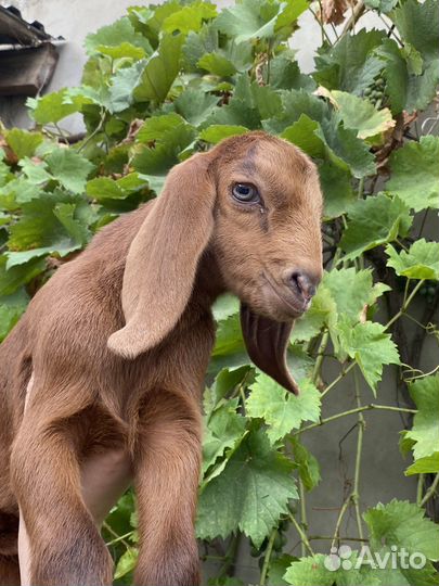 Коза и козлята англо-нубийские/шами