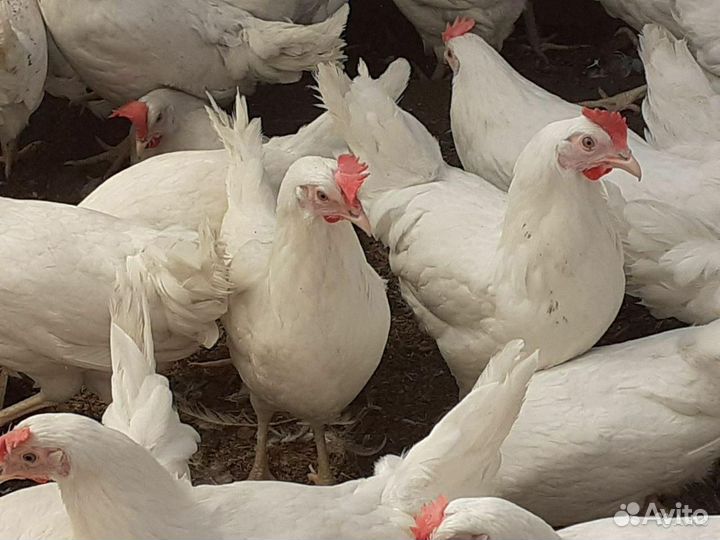 Куры несушки