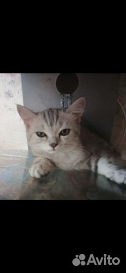 Шотландские мраморные котята