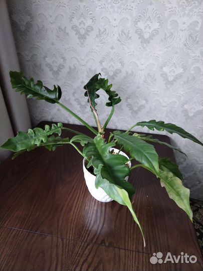 Филодендроны