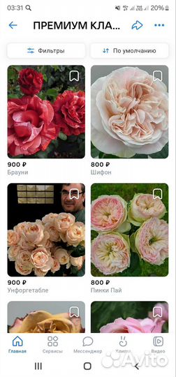 Саженцы роз премиум класса