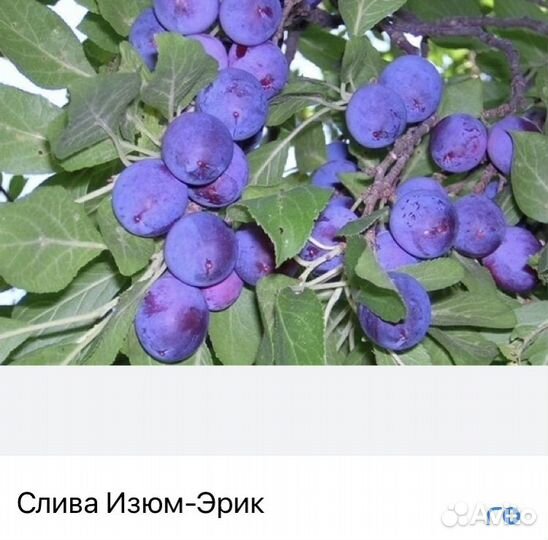 Саженцы колоновидной сливы