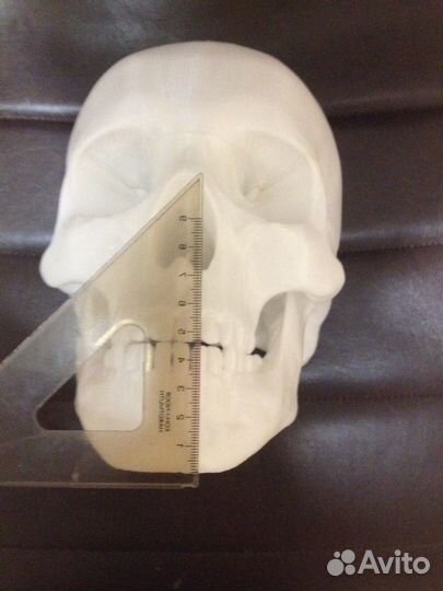 Череп человека в натуральную велечину
