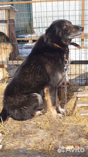 Минди ищет дом