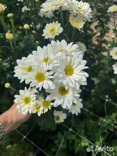 Хризантема ветка и одноголовая