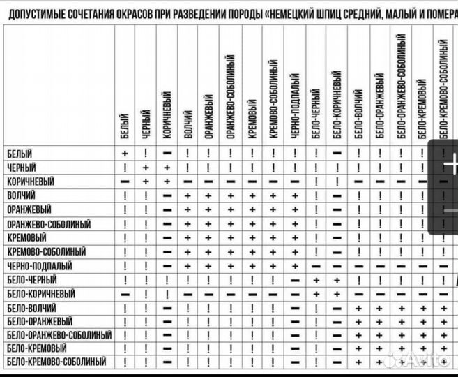 Померанский шпиц вязка кобель