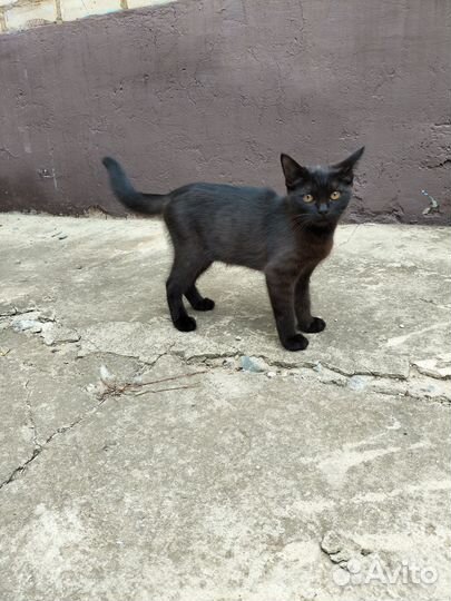 Отдам в добрые руки