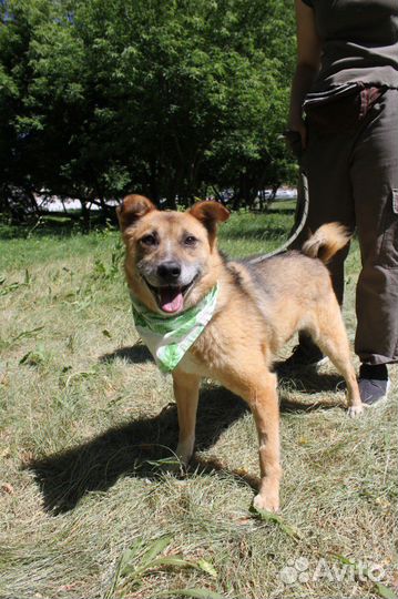 Небольшой песик пропадает в приюте