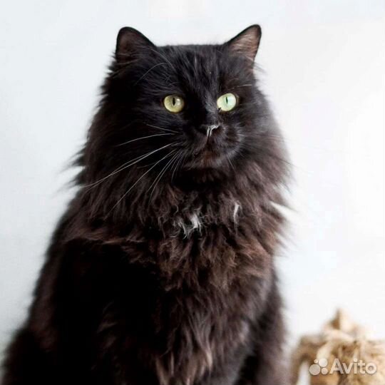 Сникерс ищет дом