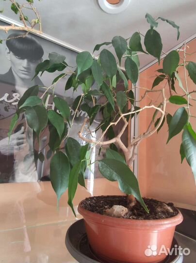 Бонсай, фикус Бенджамина, цветок