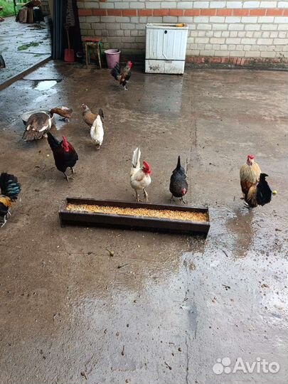 Куры бентамки