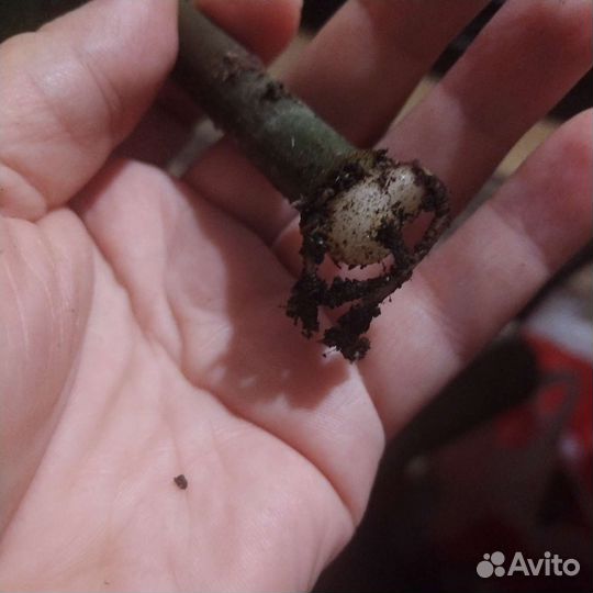 Замиакулькас зензи жук