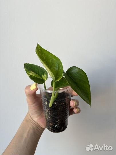 Фикусы разные